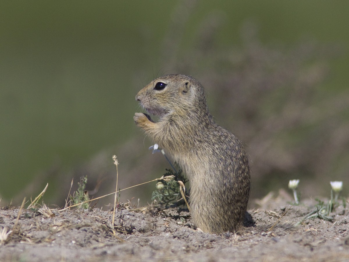 Spermophilus citellus, European Ground Squirrel